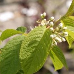 Prunus maackii 'Amber Beauty'