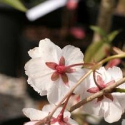 Prunus 'Horinji' - Cerisier � fleurs Horinji