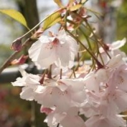 Prunus 'Horinji'