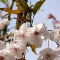 Prunus 'Horinji'