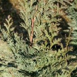 Chamaecyparis columnaris