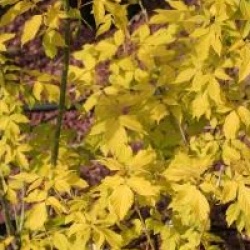 Acer negundo 'Kelly's Gold'