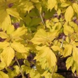 Acer negundo 'Kelly's Gold'