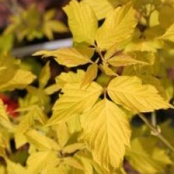 Acer negundo 'Kelly's Gold'