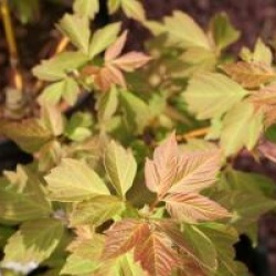 Acer negundo 'Sensation'