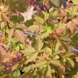 Acer negundo 'Sensation'