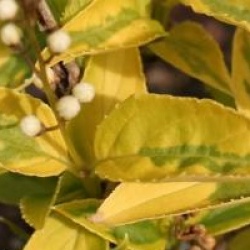 Deutzia gracilis 'Aurea'