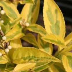 Deutzia gracilis 'Aurea'