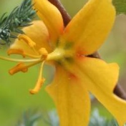 Fremontodendron 'Tequila Sunrise'