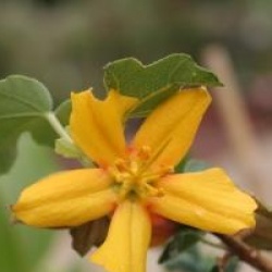 Fremontodendron 'Tequila Sunrise'