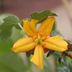 Fremontodendron 'Tequila Sunrise'
