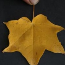 Acer cappadocicum 'Rubrum'