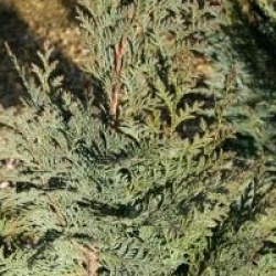 Chamaecyparis lawsoniana 'Columnaris'