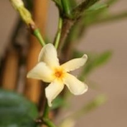 Trachelospermum asiaticum 'Mandanianum' - Jasmin �toil� Mandanianum