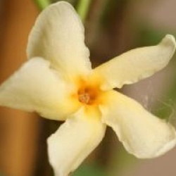 Trachelospermum asiaticum 'Mandanianum'