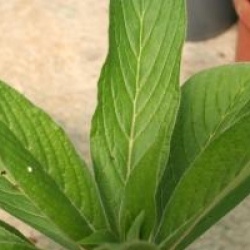 Echium pininana - Vip�rine des Canaries