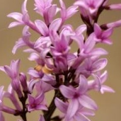 Syringa x laciniata 