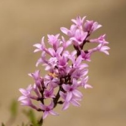 Syringa x laciniata 
