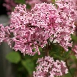 Syringa Josee