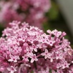 Syringa Josee