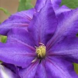 Clematis 'Daniel Deronda'