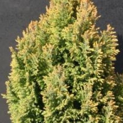 Chamaecyparis lawsoniana 'Ellwood's Gold'