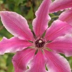 Clematis 'Carnaby'