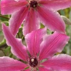 Clematis 'Carnaby'