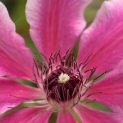 Clematis 'Carnaby'