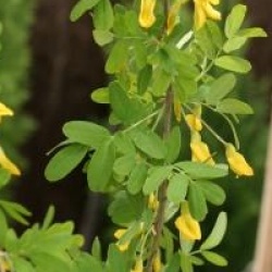 Caragana arborescens 'Pendula'