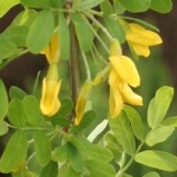 Caragana arborescens 'Pendula'