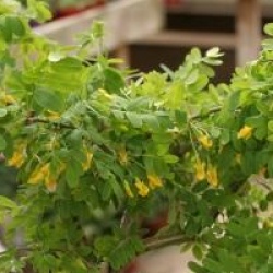 Caragana arborescens 'Pendula'