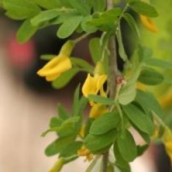 Caragana arborescens 'Pendula'