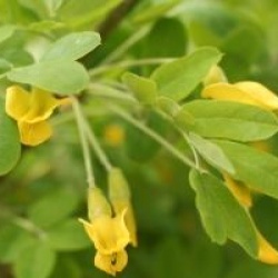 Caragana arborescens 'Pendula'
