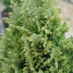 Chamaecyparis lawsoniana 'Ellwood's Gold'