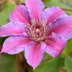 Clematis 'Akaishi'