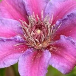 Clematis 'Akaishi'