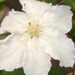 Clematis 'Gladys Picard'