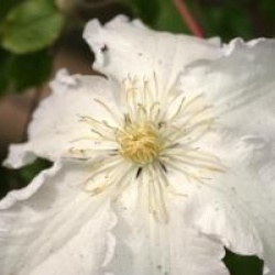 Clematis 'Gladys Picard'