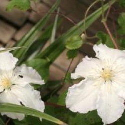 Clematis 'Gladys Picard'