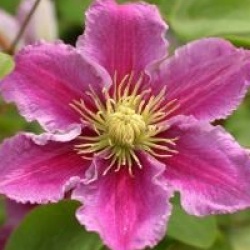 Clematis 'Piilu'
