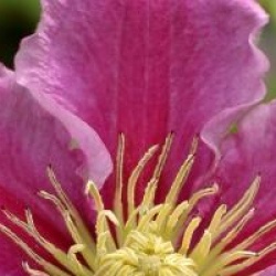Clematis 'Piilu'