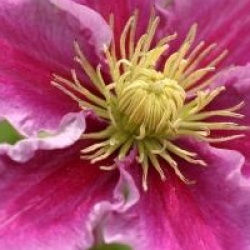 Clematis 'Piilu' - Cl�matite Piilu