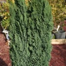 Chamaecyparis lawsoniana ellwood's pillar - Chamaecyparis elwood's pillar