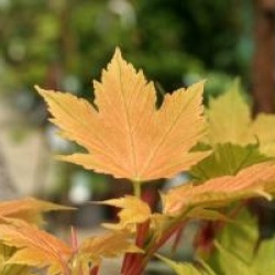 Acer pseudoplatanus 'Prinz Handjery'