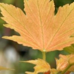 Acer pseudoplatanus 'Prinz Handjery'