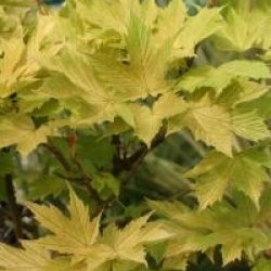 Acer pseudoplatanus 'Prinz Handjery'