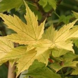 Acer pseudoplatanus 'Prinz Handjery'