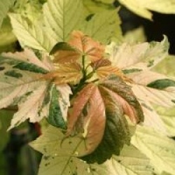 Acer pseudoplatanus 'Simon-Louis Fr�res'
