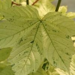 Acer pseudoplatanus 'Simon-Louis Fr�res'